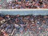 image of grave number 368833